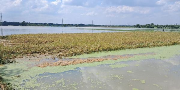 পানিতে ভাসছে ধান, মিলছে না শ্রমিক